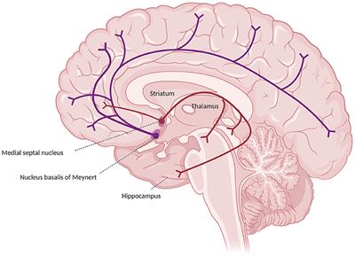 Predictors of response to acetylcholinesterase inhibitors in dementia: A systematic review